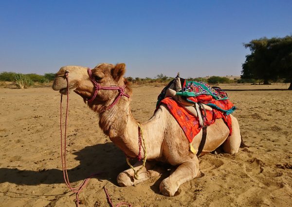 NAMASTE RAJASTHAN
