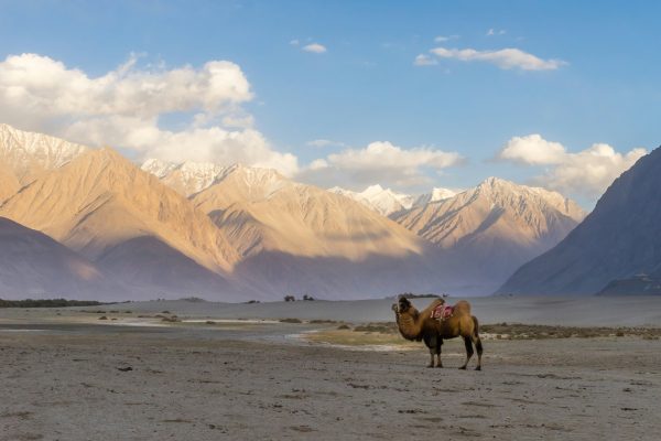serene ladakh