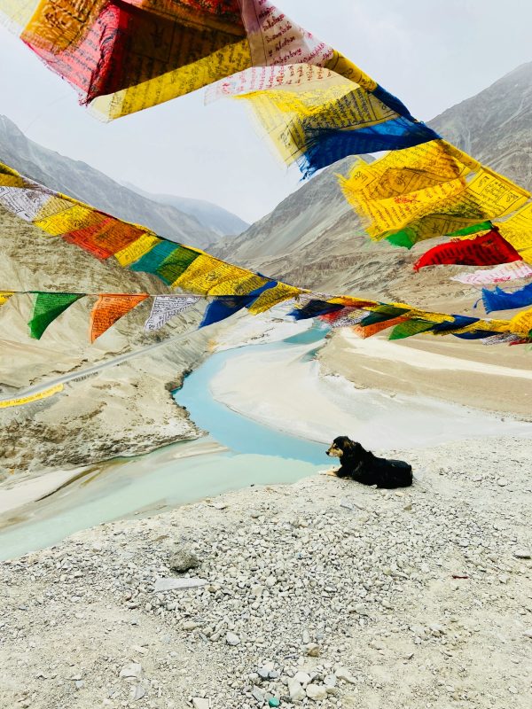 serene ladakh